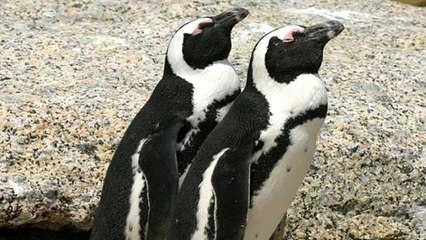 Des scientifiques décodent le langage secret des manchots du Cap