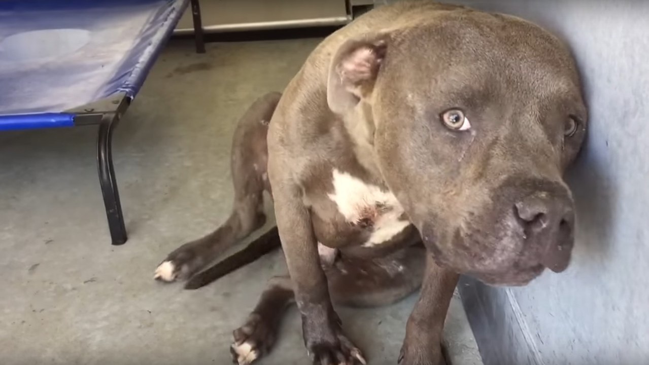 Ein Pitbull wird im Tierheim abgegeben, weil er aggressiv sein soll... Dort erst erfährt er, was Liebe ist!