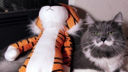 Quand les chats appellent à sauver les tigres