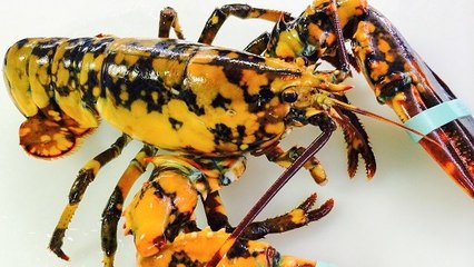 Un homard calico "extrêmement rare" découvert aux Etats-Unis