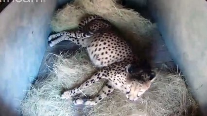 Regardez un rare guépard royal donner naissance à quatre petits