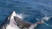L'attaque "surréaliste" d'un grand requin blanc filmée en Australie