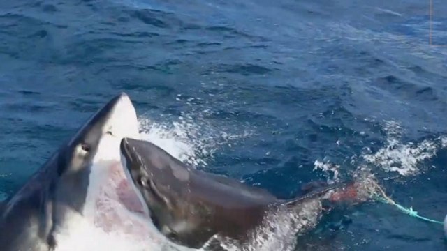 L'attaque surréaliste d'un grand requin blanc filmée en Australie