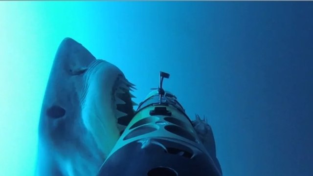 Des attaques de grand requin blanc filmées de très près par un robot