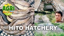 Hito Hatchery