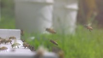 Des abeilles filmées en plein travail au ralenti