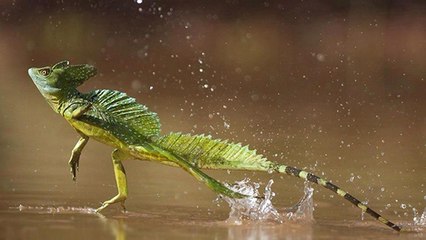 Le lézard Jésus-Christ, un étonnant reptile qui peut courir sur l'eau