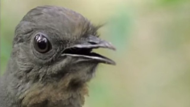 Cet oiseau est capable d'imiter le bruit d'une tronçonneuse