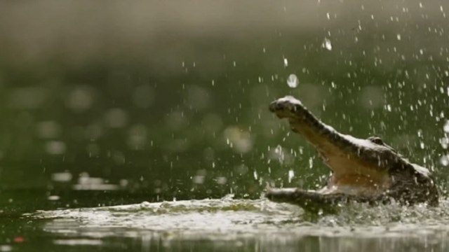 Quand les crocodiles attaquent des chauves-souris en plein vol