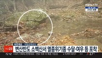 변산반도 소백산서 멸종위기종 수달·여우 등 포착