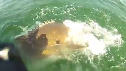 Un énorme mérou engloutit un requin pêché en Floride