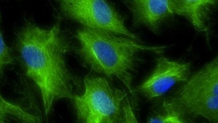 Première mondiale : un organe fonctionnel créé à partir de cellules reprogrammées