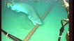 Quand les requins menacent... les câbles sous-marins de Google