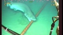 Quand les requins menacent... les câbles sous-marins de Google