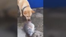 Un chien tente de sauver un poisson en lui jetant de l'eau... ou pas ?