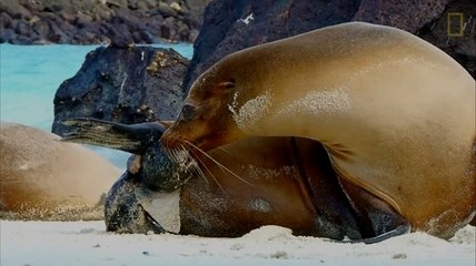 L'incroyable naissance d'une otarie des Galapagos filmée en direct