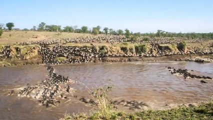 Un incroyable time-lapse de la plus grande migration de mammifères au monde