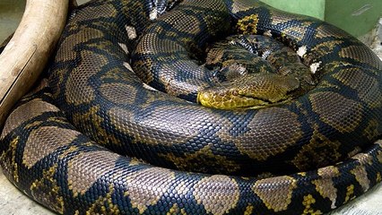 La miraculeuse ponte d'un python femelle de six mètres