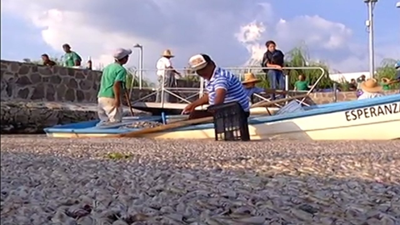 Des milliers de poissons retrouvés morts dans un lac mexicain