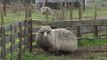 Shaun va t-il devenir le mouton le plus laineux du monde ?