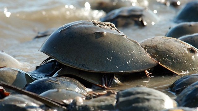D'étranges arthropodes dont le sang bleu fascine la médecine