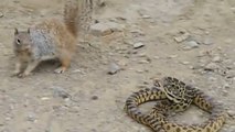 Un incroyable combat entre un écureuil et un serpent