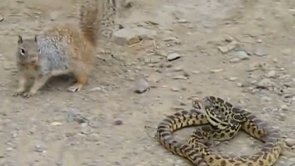 Un incroyable combat entre un écureuil et un serpent