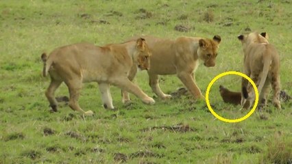 Une mangouste téméraire tient tête à un groupe de lions