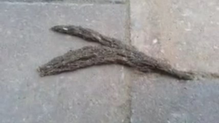 Cette étrange masse n'est pas un serpent