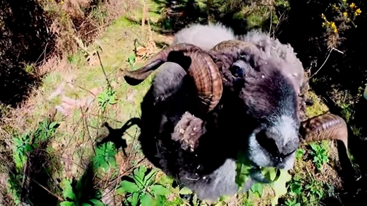 Visiblement, ce bélier n'aime pas les drones