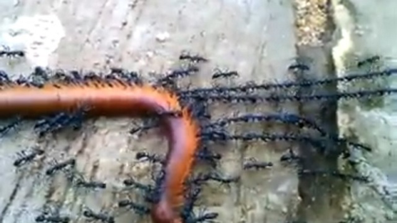 Ces fourmis démontrent leur incroyable force