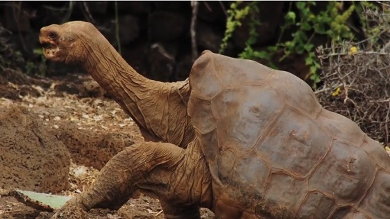 Tortue : Georges le solitaire entame une "seconde vie" pour défendre les espèces menacées
