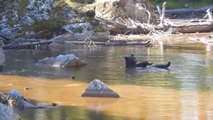 Un ours surpris en pleine baignade dans un étang