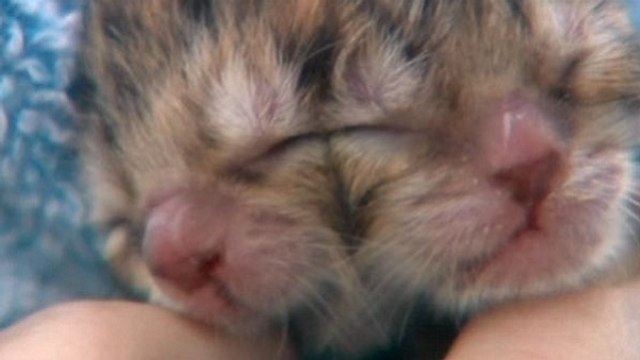 Chat Janus : quand les chatons naissent avec deux visages