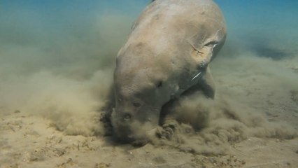 Un plongeur filme un dugong en plein repas