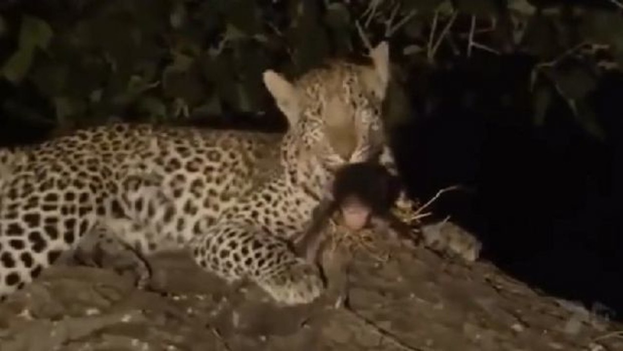 Die rührende Reaktion eines Leopards auf das Baby seiner Beute