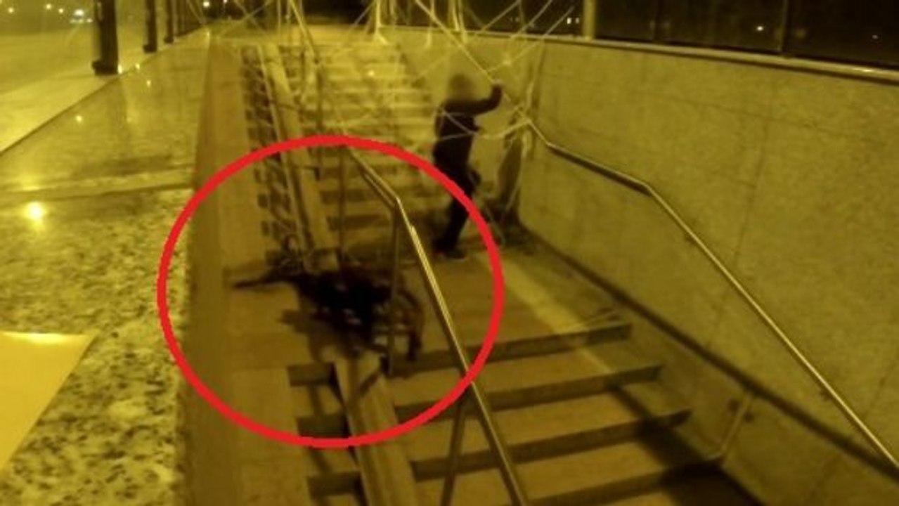 Riesenspinne sorgt für panik auf den straßen