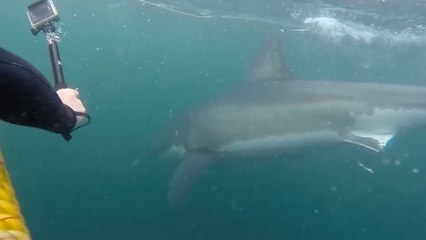 Face à un requin blanc, des plongeurs reçoivent une visite inattendue