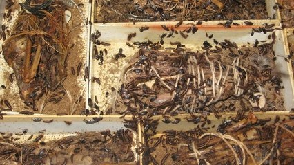 Quand les insectes aident les musées à nettoyer leurs squelettes