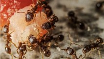 Quand les fourmis viennent en aide aux éboueurs de New York