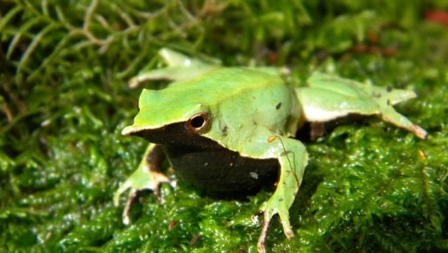 L’incroyable garderie de la grenouille de Darwin