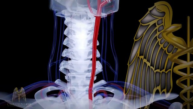 AVC : symptômes, traitement, risques, prévention, comment réagir ?