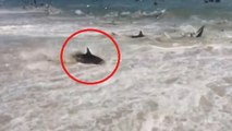 Une centaine de requins affamés se mettent à chasser au bord d'une plage américaine