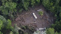 Déforestation : Greenpeace dénonce l'exportation de bois illégal d'Amazonie vers la France