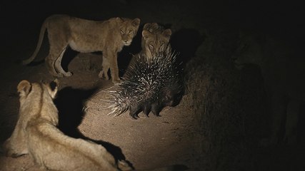 Un porc-épic tient tête à un groupe de lions en Afrique du Sud