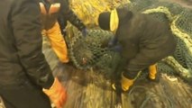 Un imposant lion de mer attaque les pêcheurs qui l'ont capturé par erreur