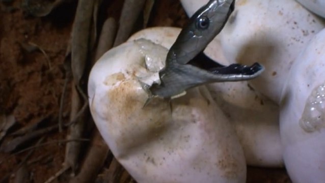 Assistez à la naissance de 14 mambas noirs avec ces images exceptionnelles