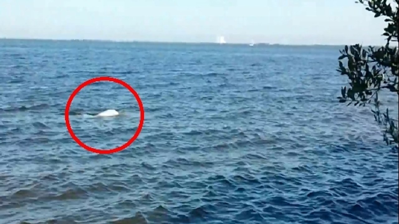 Un rarissime dauphin blanc observé au large de la Floride