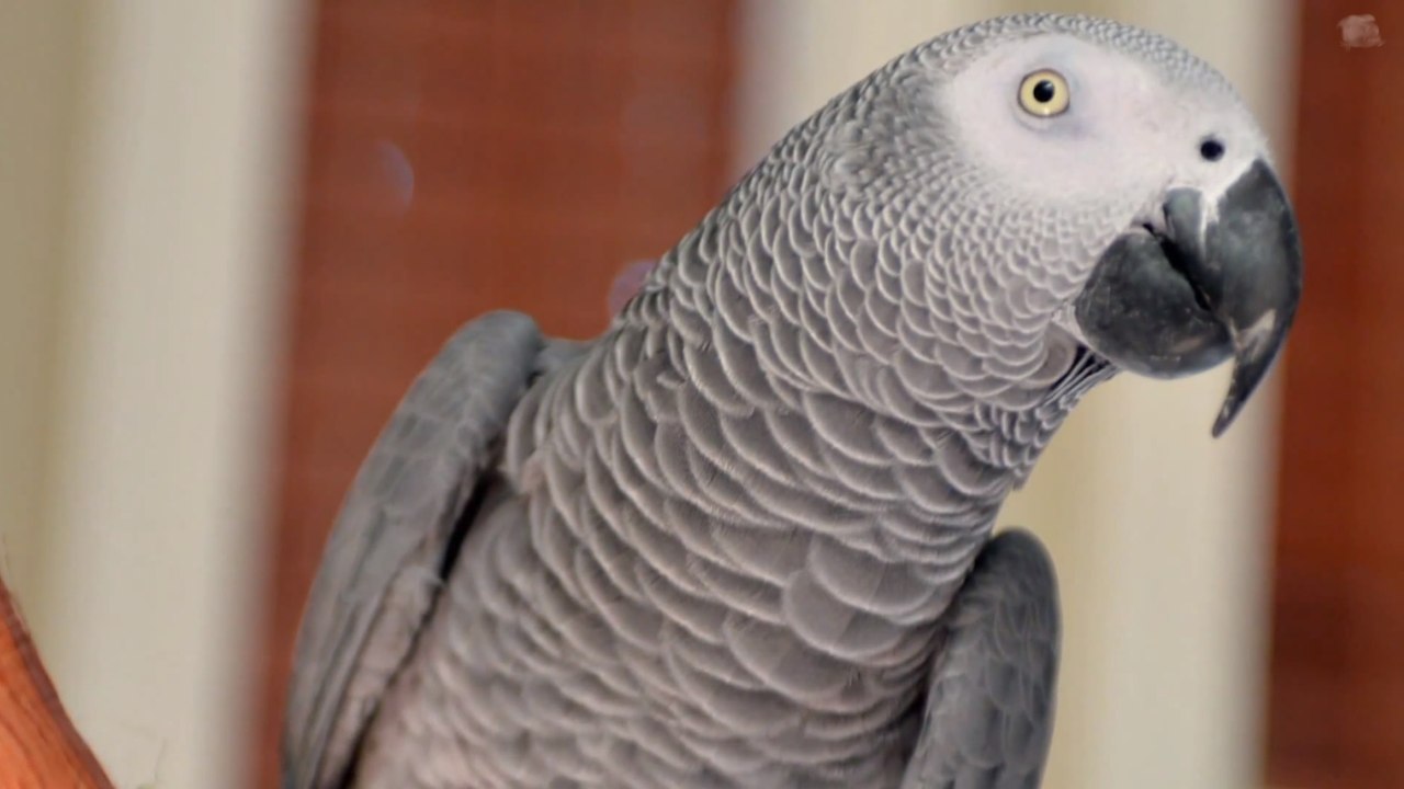 L'étonnante histoire de Nigel, le perroquet polyglotte qui a disparu pendant 4 ans