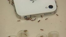 Les effets inquiétants des ondes de téléphone portable sur les fourmis